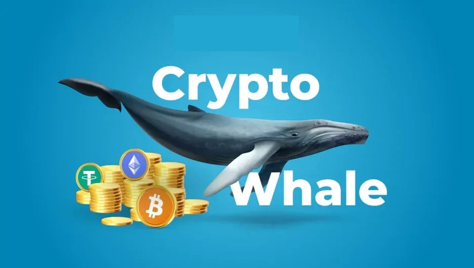 Last 5th, almost all investment assets have plunged. However, the crypto whales didn't miss the opportunity.